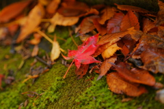 小さな紅葉
