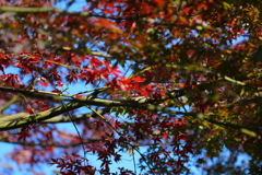 紅葉