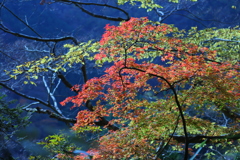 紅葉