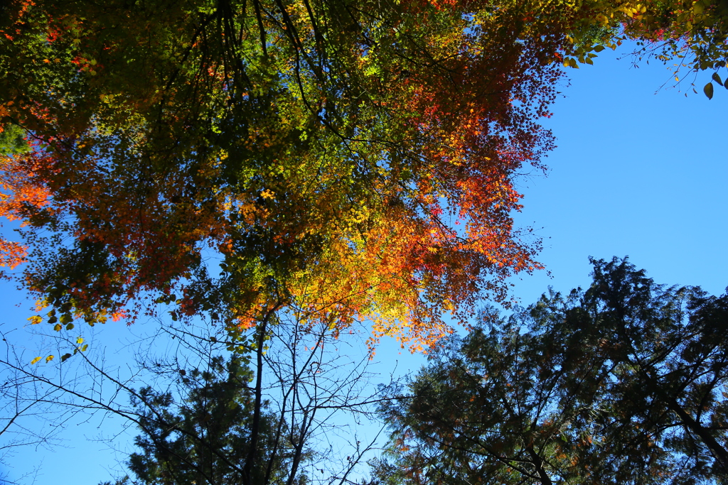 紅葉