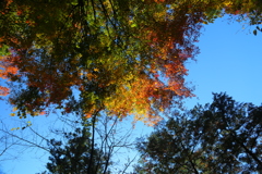 紅葉