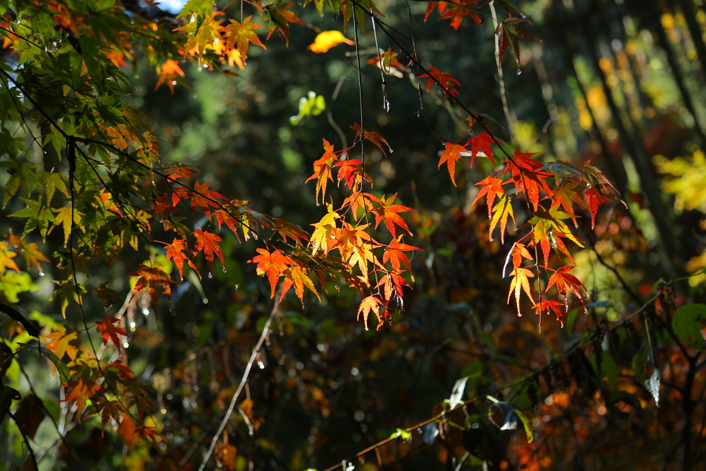 紅葉
