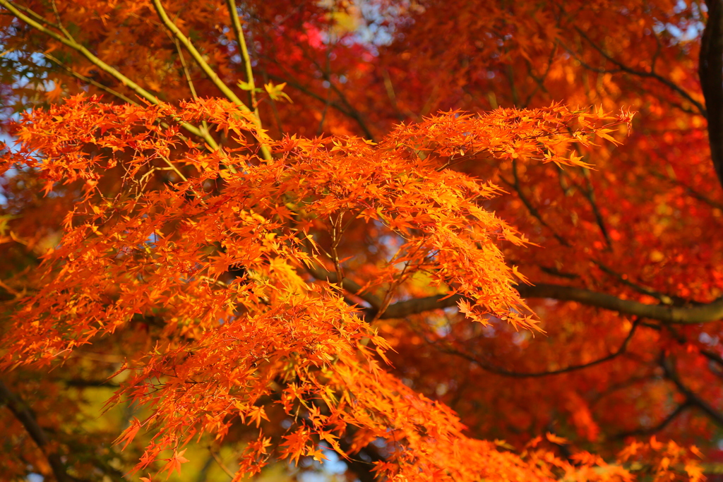 紅葉