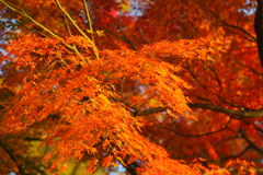 紅葉