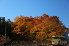 紅葉