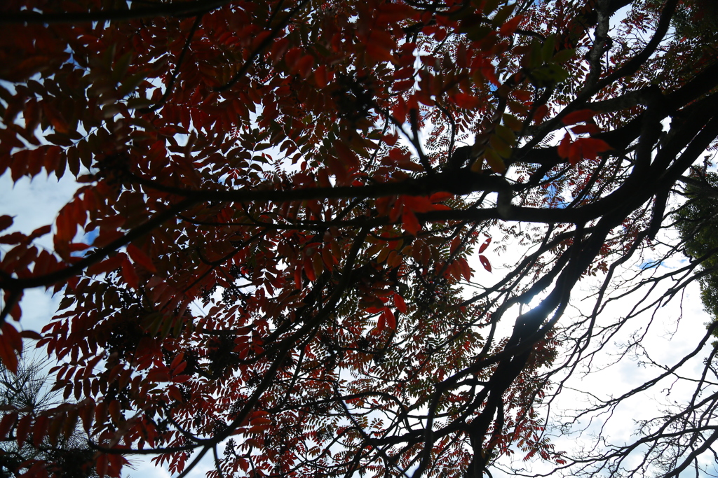 紅葉
