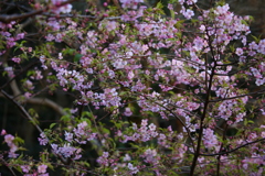 梅