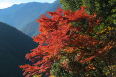 紅葉
