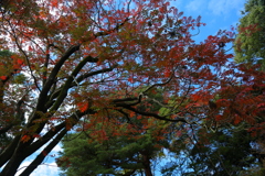 紅葉