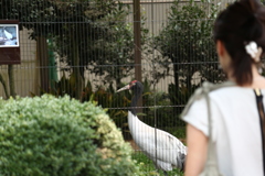 動物園