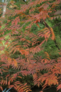 紅葉