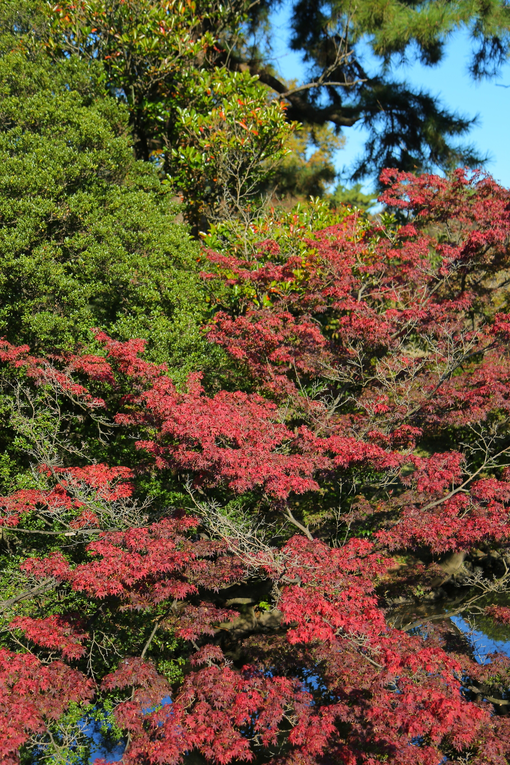 紅葉