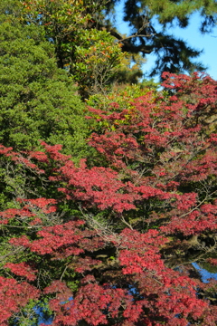 紅葉