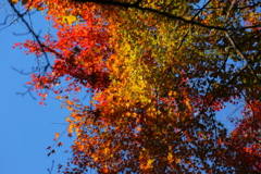 紅葉