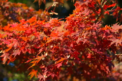 紅葉