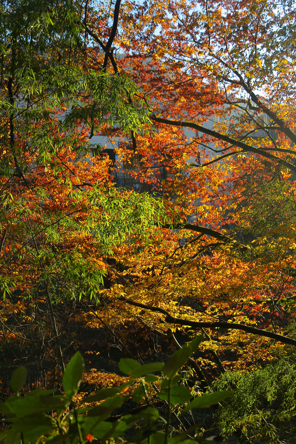 紅葉