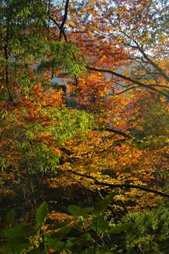 紅葉