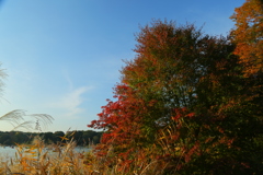 紅葉