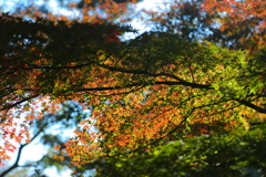 紅葉