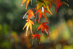 紅葉