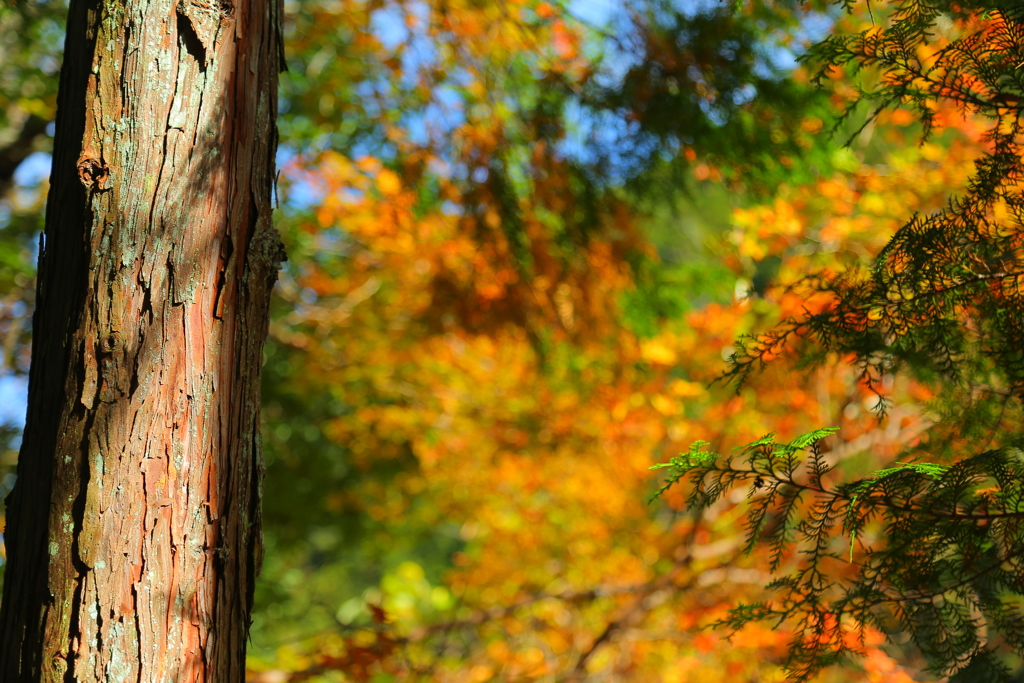 紅葉