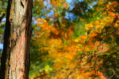 紅葉