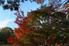 紅葉