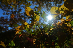 紅葉・太陽写し