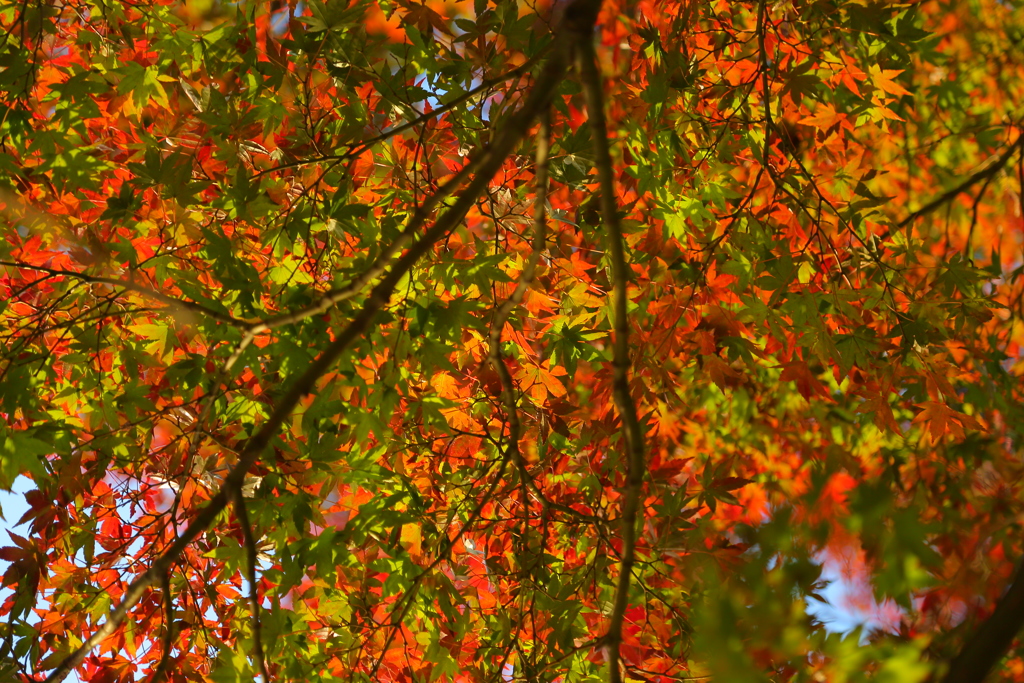 紅葉