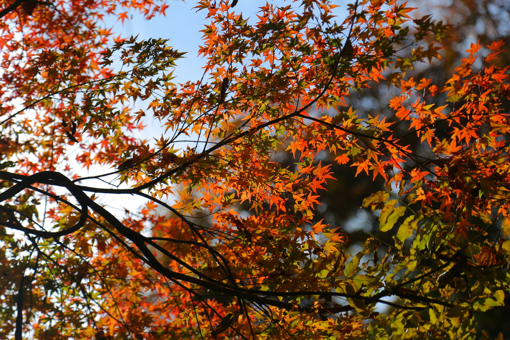 紅葉