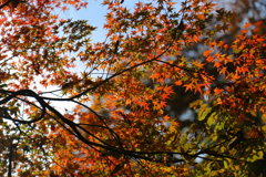 紅葉