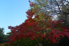 紅葉