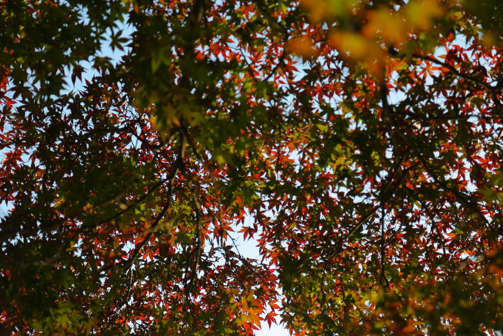 紅葉
