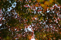 紅葉
