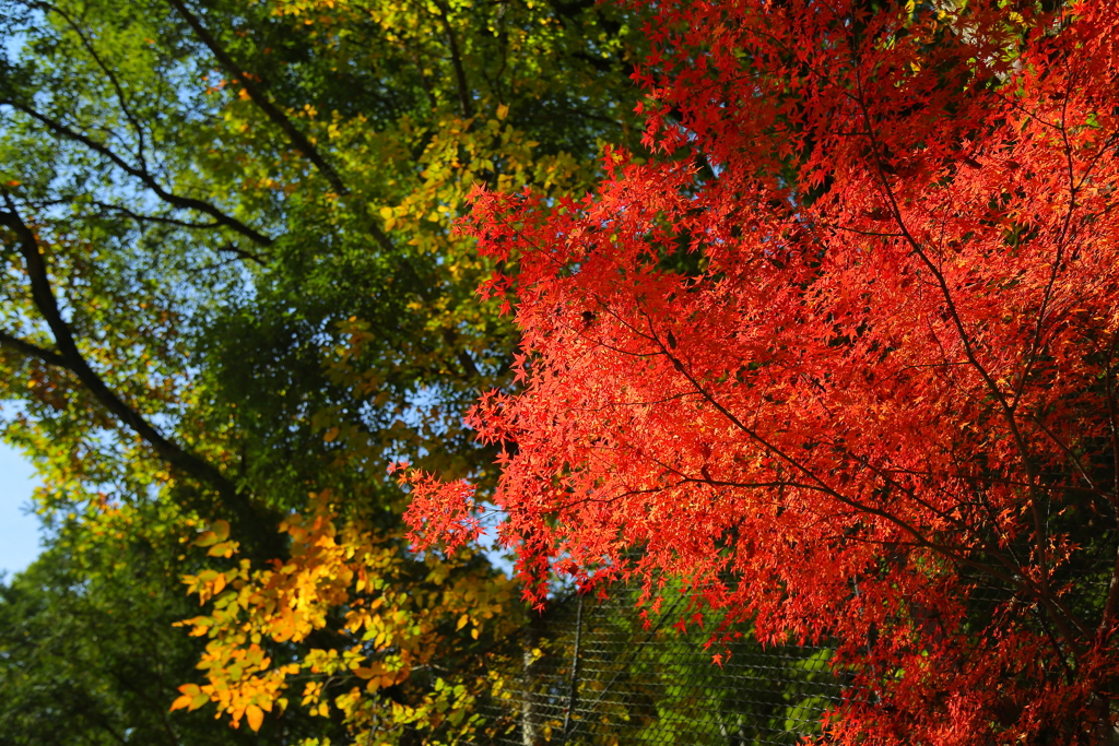 紅葉