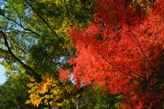 紅葉