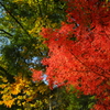 紅葉