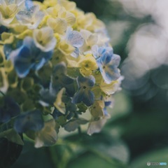 紫陽花のしずく