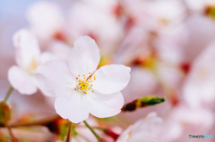 sakura