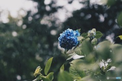 雨降る紫陽花