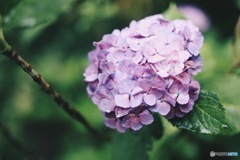 梅雨の紫陽花