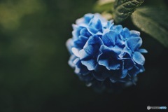 雨上がりの紫陽花