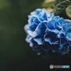 雨上がりの紫陽花