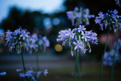 夕暮れの花。
