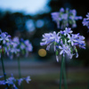 夕暮れの花。