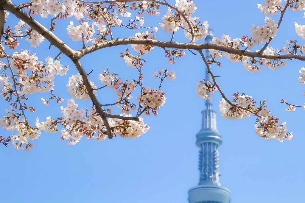 スカイツリーと桜