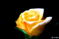 薔薇