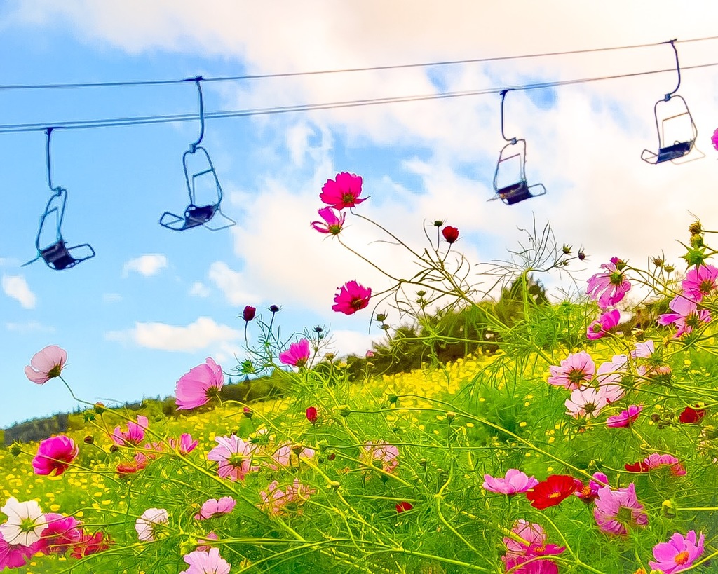 一面に広がるお花畑