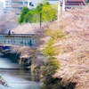 目黒川桜