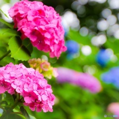 紫陽花